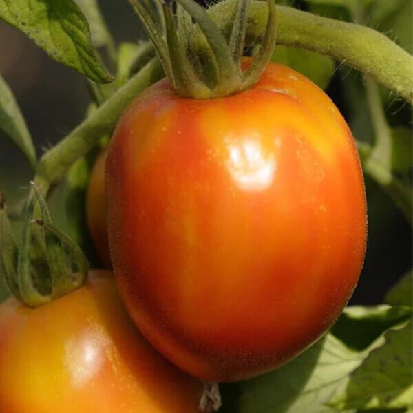 West Coast Seeds Roma Tomato